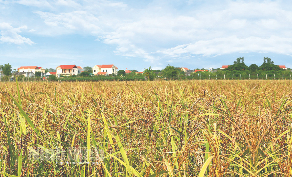 Lúa Nếp hạt cau